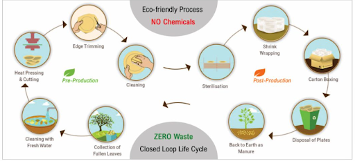 Areca palm life cycle from fallen sheath to compostable tableware
